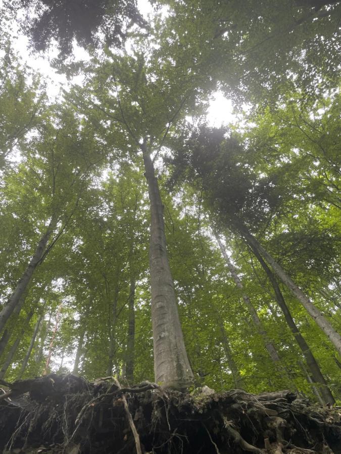 Romantyczna Chatka Pisarzowice  Exteriör bild